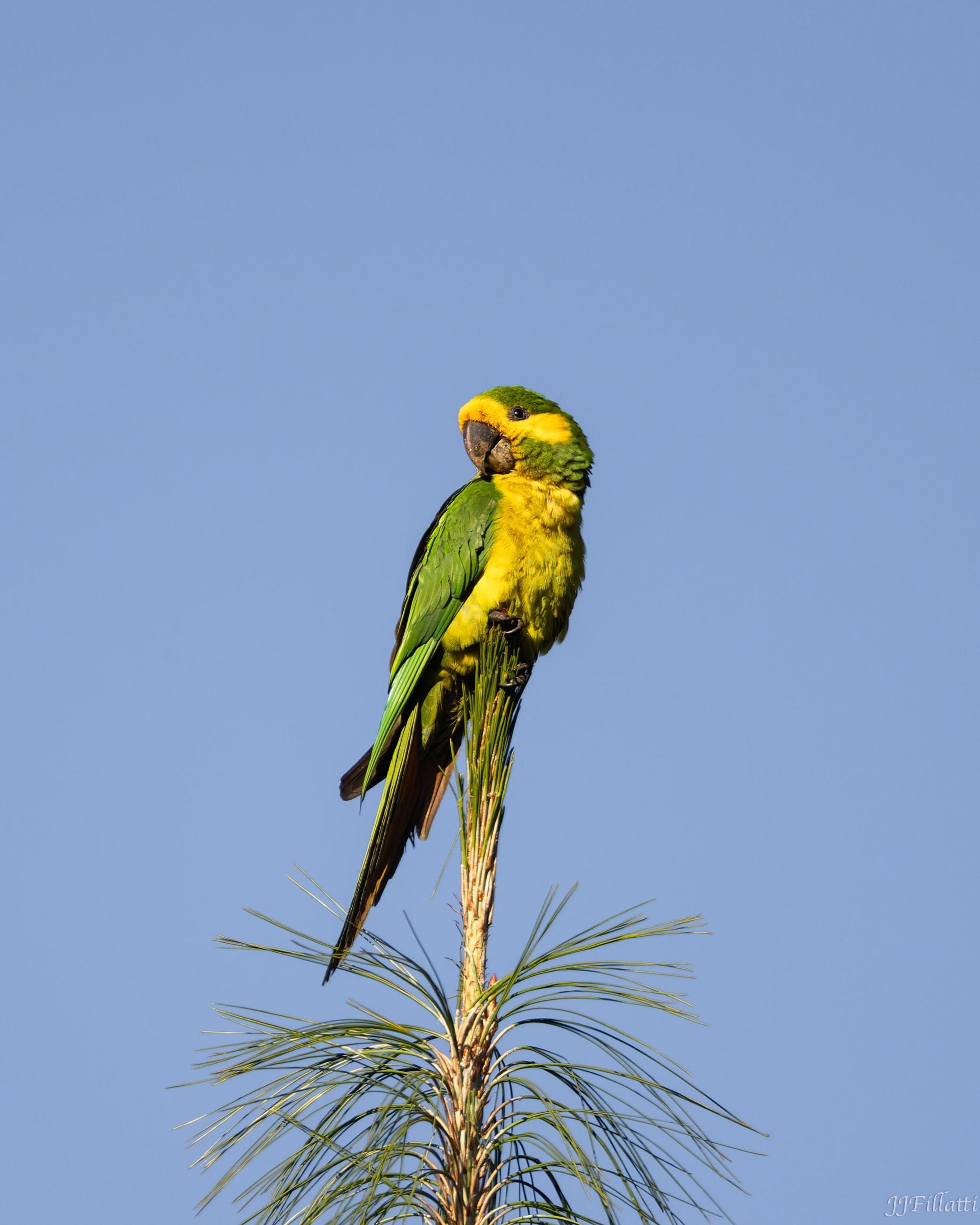 bird of colombia image 64